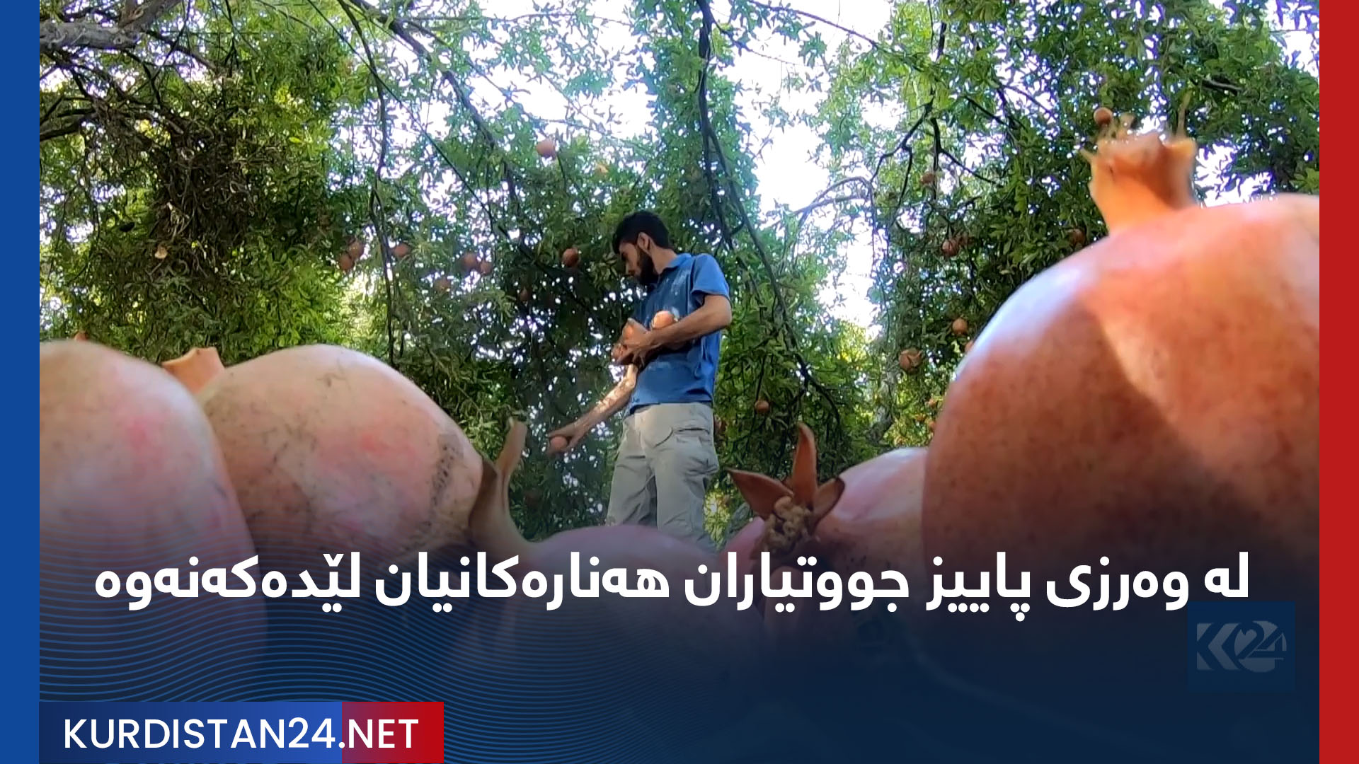 لە وەرزی پاییز جووتیاران هەنارەکانیان لێدەکەنەوە